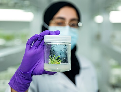 الدراسه في الكلية