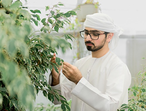 الدراسة في الكلية