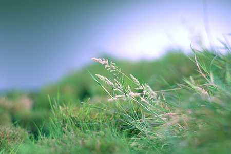 AL FOAH FARM