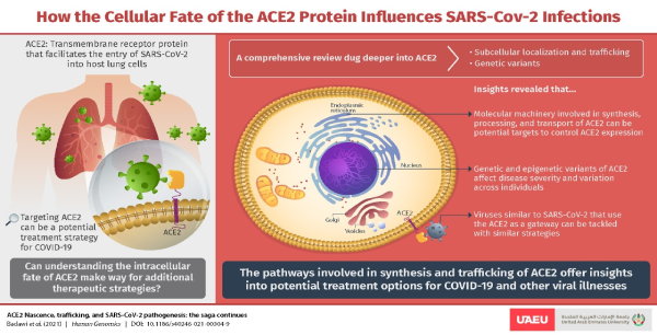                                              “Gatekeeper” Protein on Lung Cells Could be Key to Novel COVID-19 Treatments