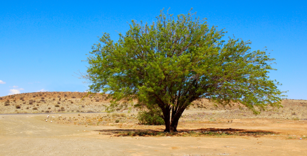                                              A Healthy Environment At The Forefront of UAEU Research