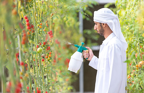 Falaj Hazza Greenhouse unit                              